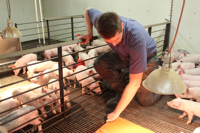Pig Farmer Checking Heat Lamp.jpg