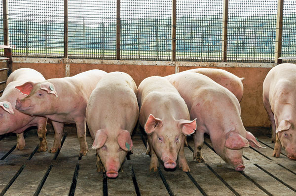 Pork Production Sets New Record in May