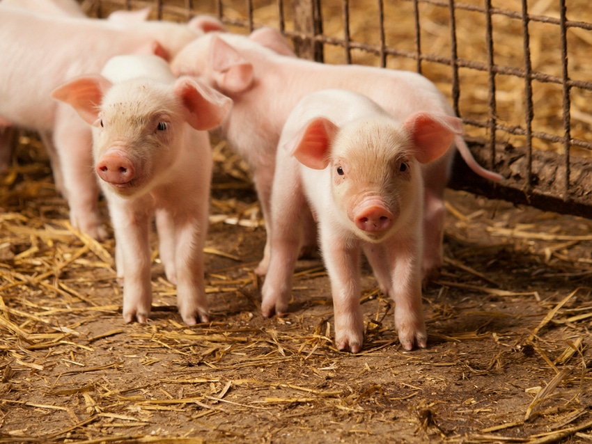 Improving the iron status of the young pig with phytase superdosing