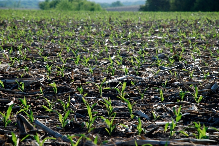USDA Report Downgrades Corn Crop