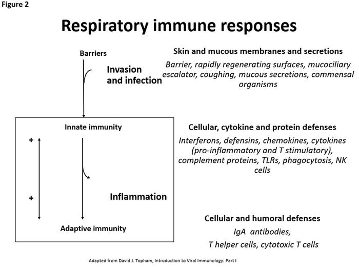  Respiratory immune responses