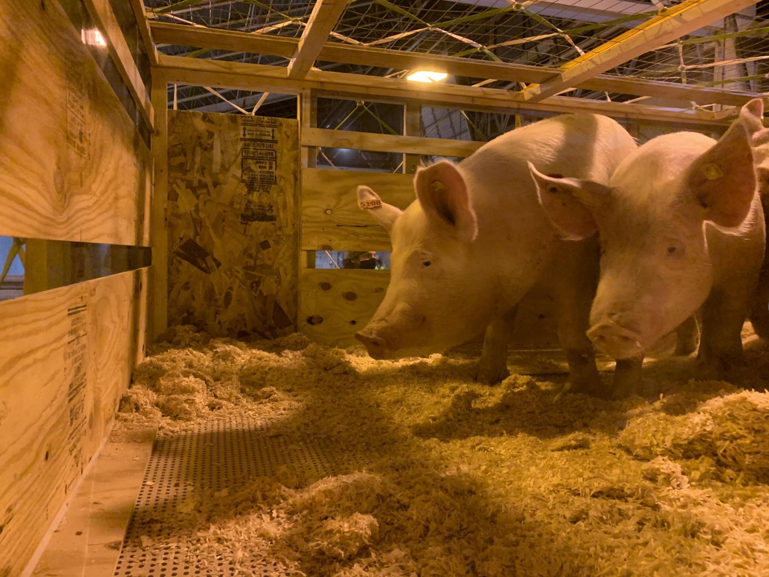 Destined for Brazil, breeding pigs first load ever shipped from STL