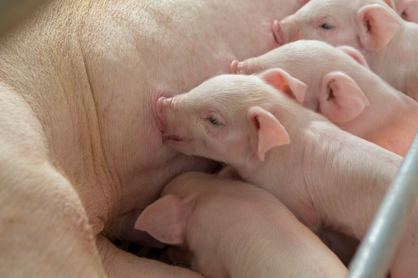 Piglets Nursing  (1).jpg