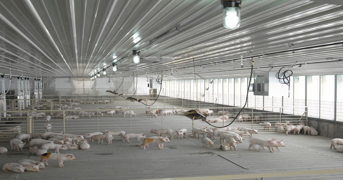 Understanding grow-finish barn break evens