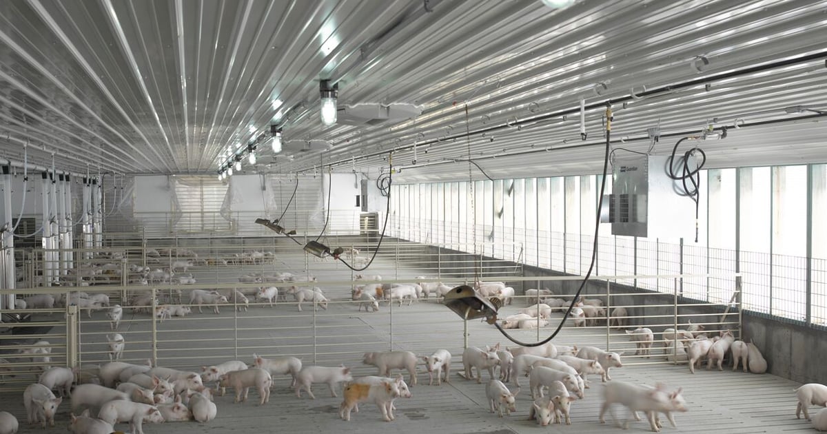 Understanding grow-finish barn break evens