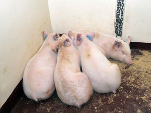 Early detection of pigs with symptoms of African swine fever is crucial. Piling can occur when pigs have a fever, a common sy