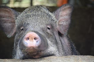 a pig in Vietnam 