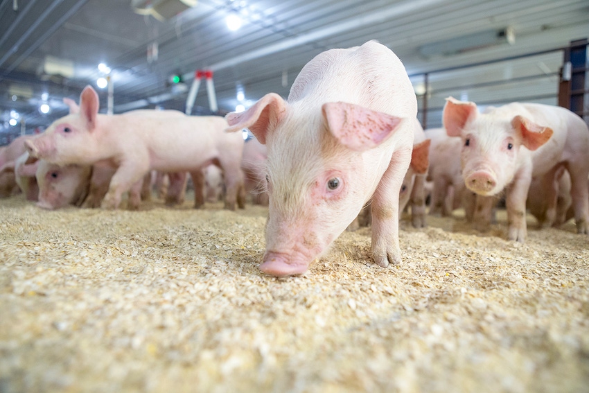 Provimi develops new age-based feeding program for nursery pigs