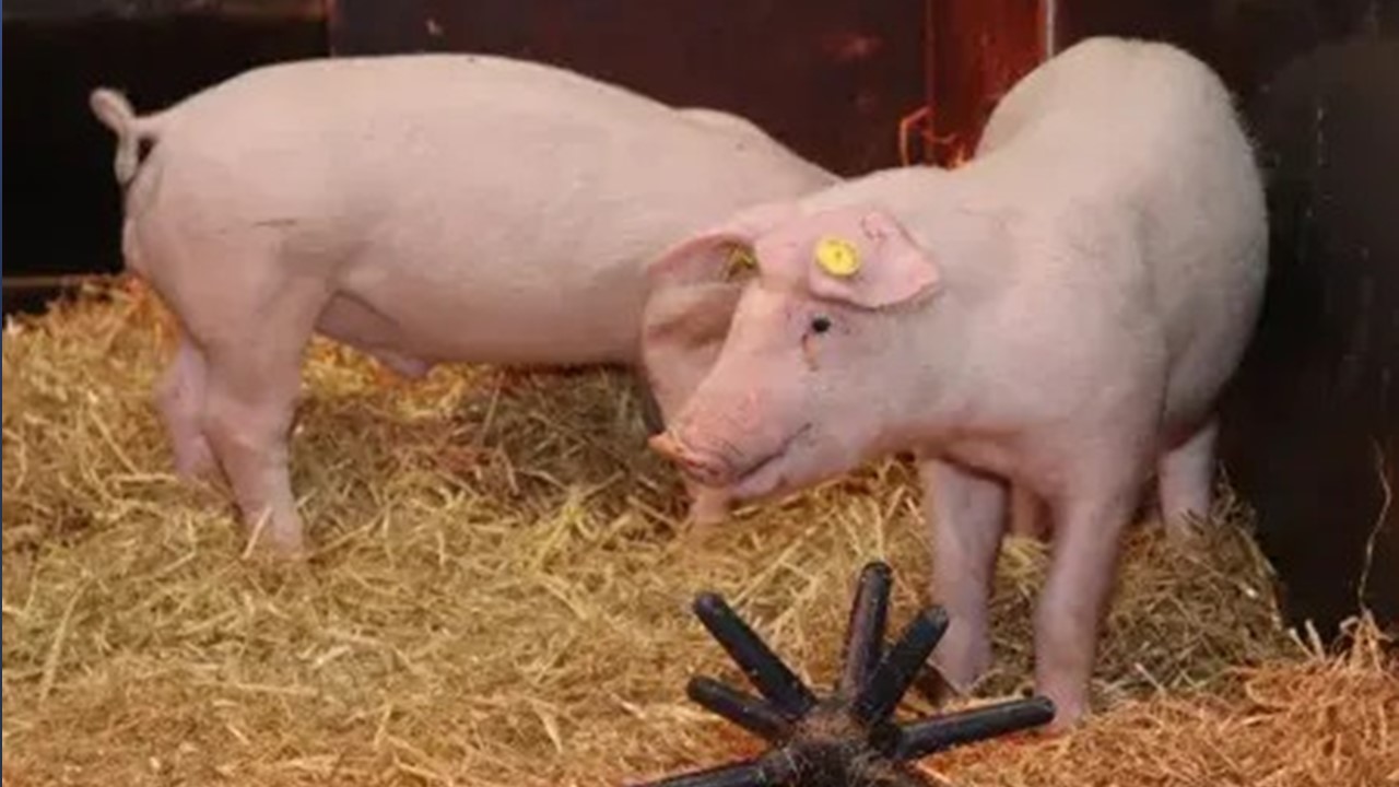 Latest Lean Hogs Prices | National Hog Farmer