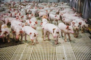 pigs - many young pigs on plastic floor_Kelli Jo_iStock_GettyImages-831729236.jpg