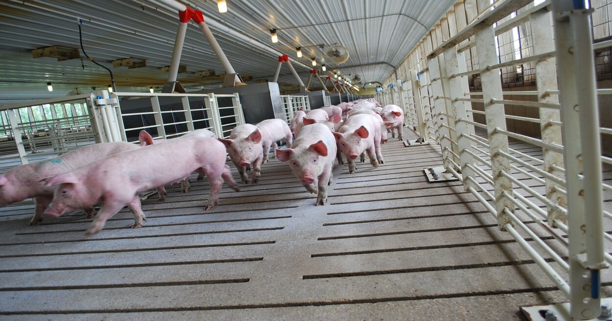 World Pork Expo: Impressive attendance, hedging key for producers