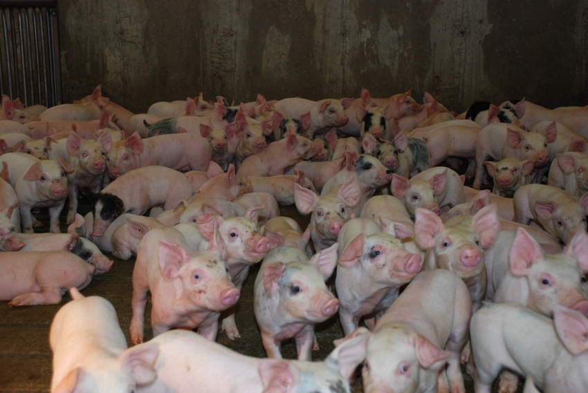 Influenza A in swine continues to plague producers; strides being made