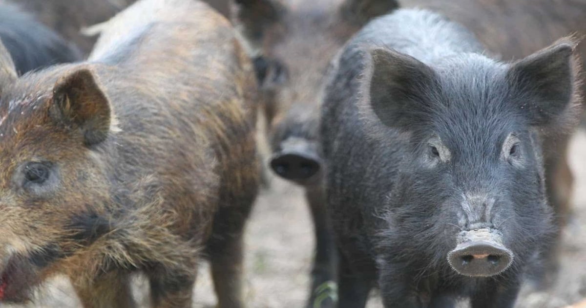 Arkansas battles feral hog invasion
