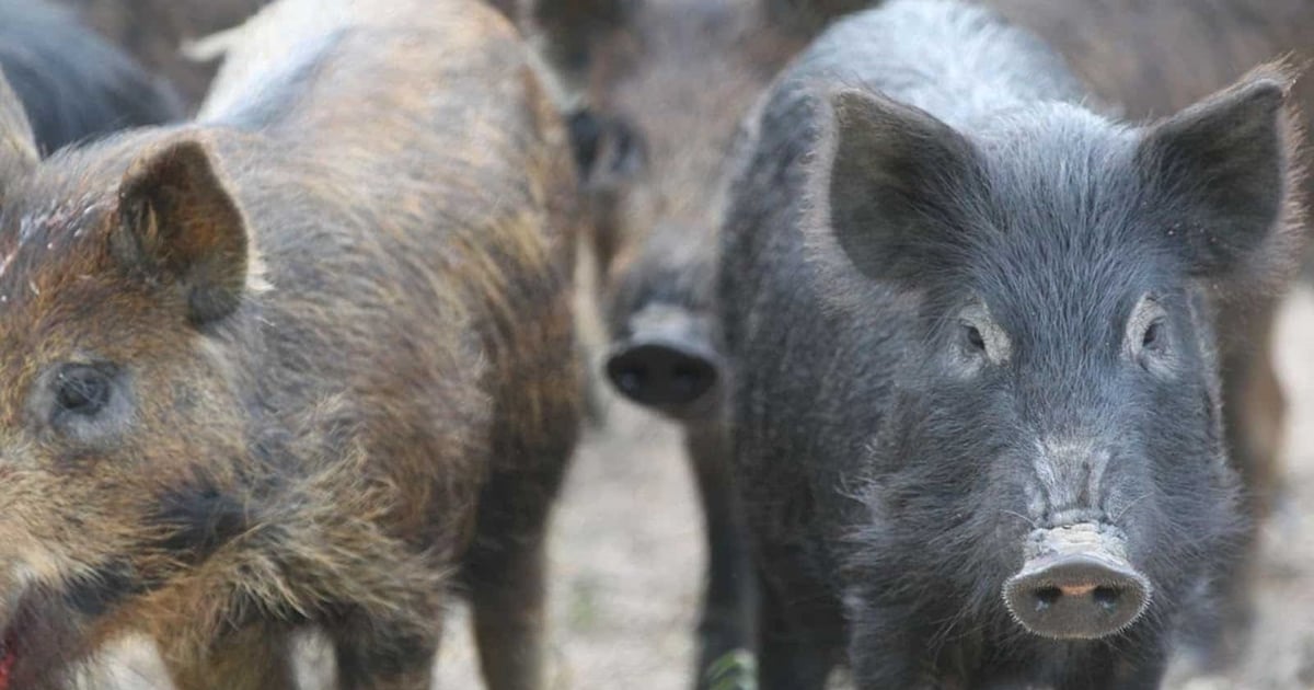 Arkansas battles feral hog invasion
