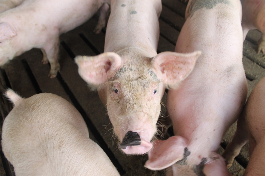 Pig.JPG Pig.JPG