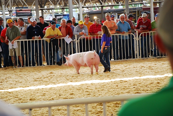 Minnesota Study: 4-H Pigs Present PRRS Risk to Industry