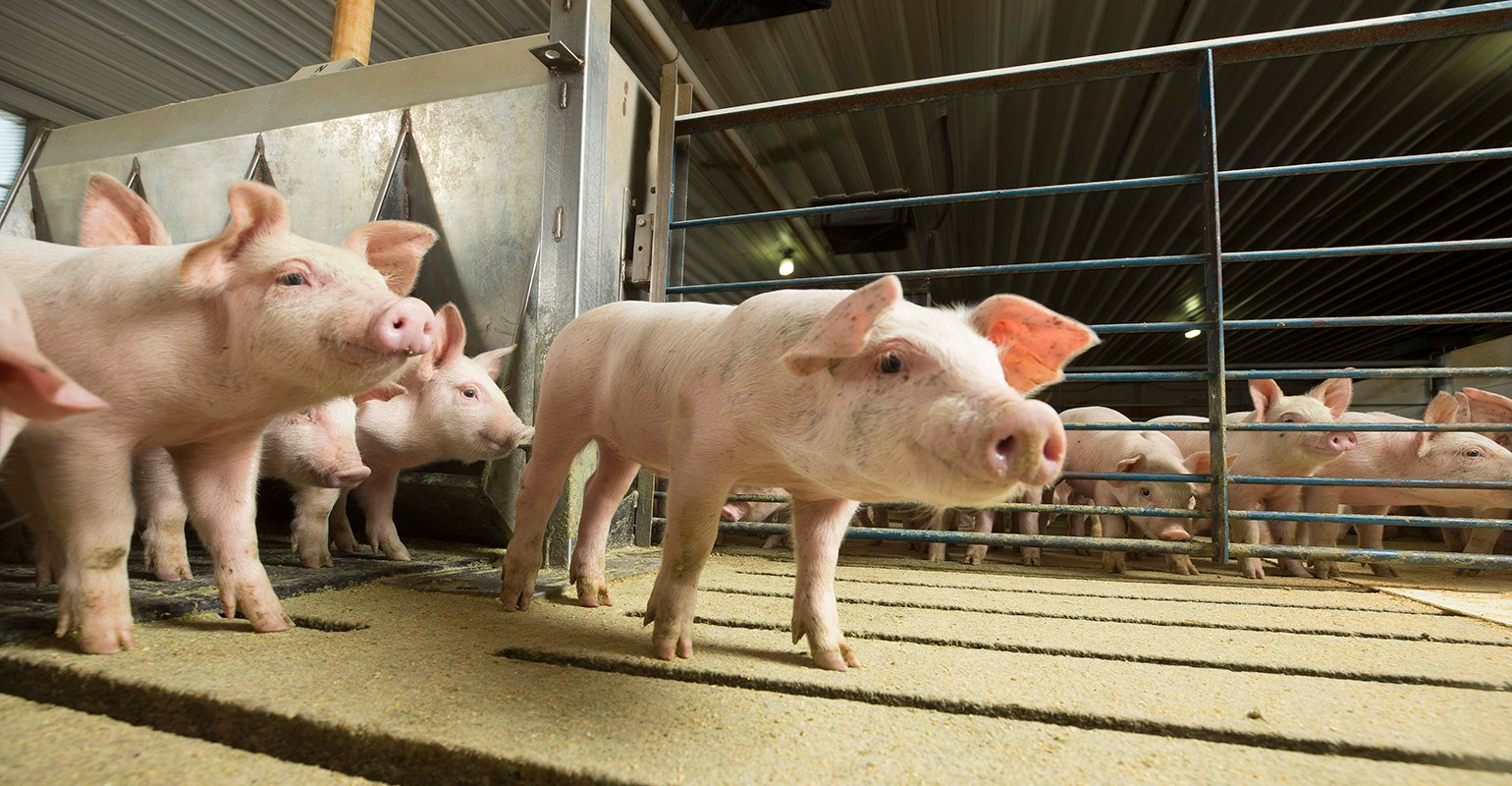 Understanding ileitis in pigs - Vimarsana News