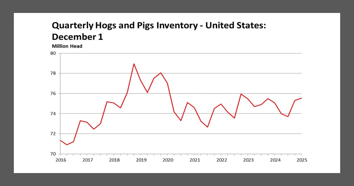 Inventory up, not down, in December Hogs and Pigs Report