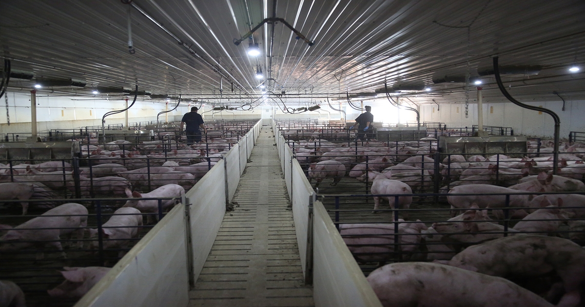 Solutions from abroad Immigration and pork's labor shortage