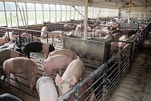 How long will this down-cycle last for the pork industry?