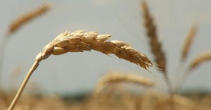 This Week in Agribusiness - Wheat and Ukraine