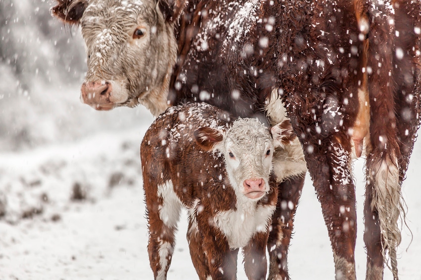 cow and calf in the snow