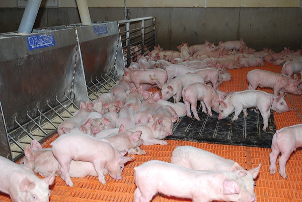 Tips for Handling Early Weaned Pigs