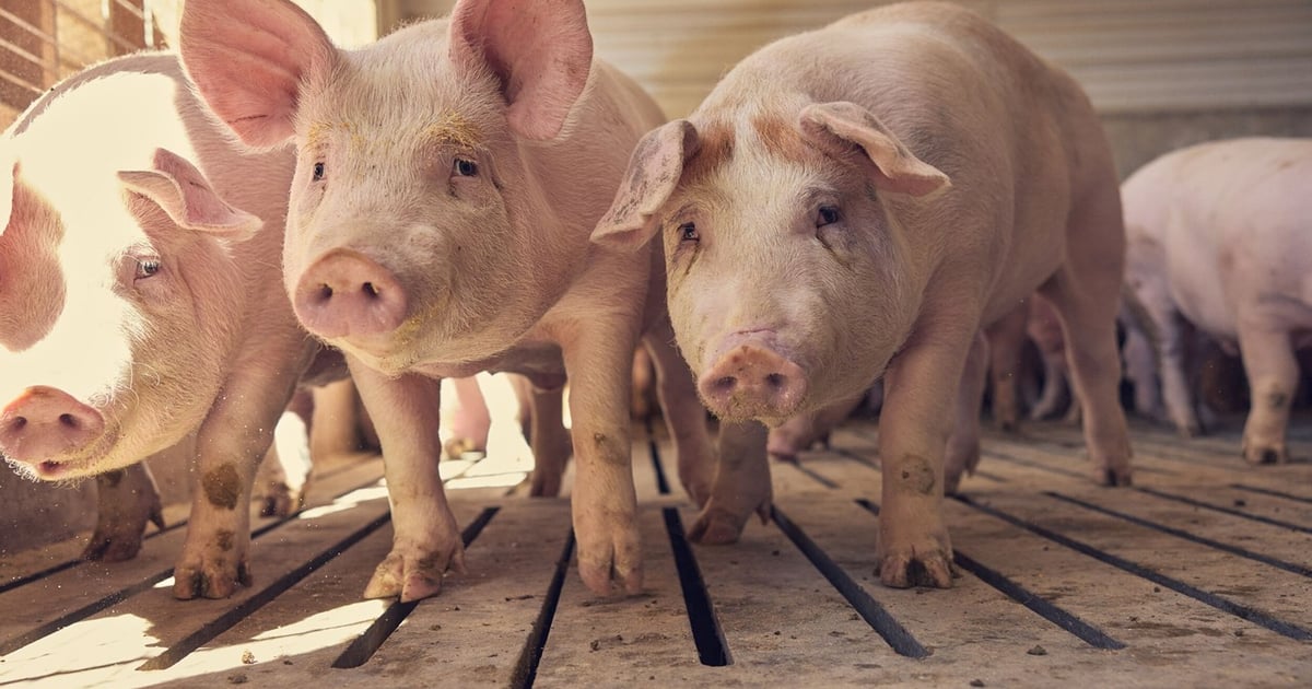 Heavier hog weights key in maintaining pork production this year