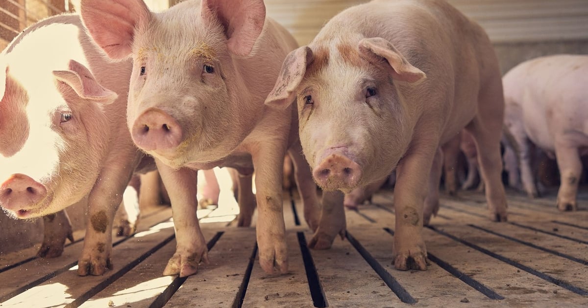 Heavier hog weights key in maintaining pork production this year