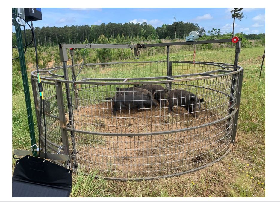 Mississippi Opens Another Wild Hog Control Program Round