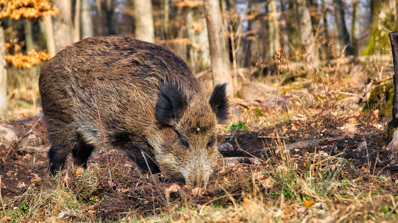 Spain confirms 7 new African swine fever cases