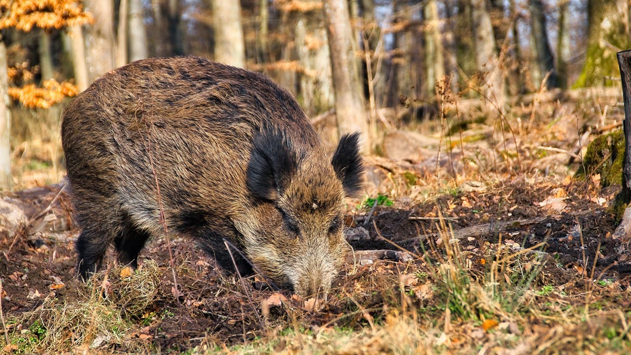 Boar Stack African swine fever outbreaks surge 76% in EU domestic pigs