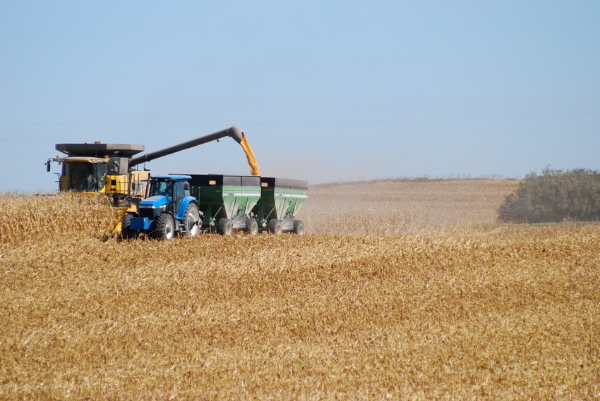 USDA Estimates Corn Prices Drop to $5/Bushel