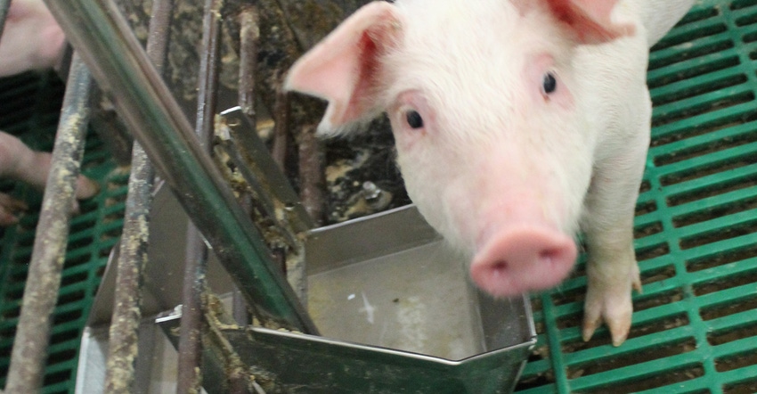 Pig at a waterer