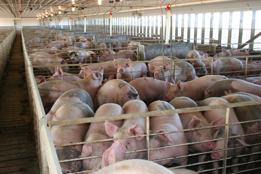 hogs in finishing barn