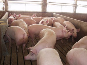 Supplementation of phytase in diets improves swine growth