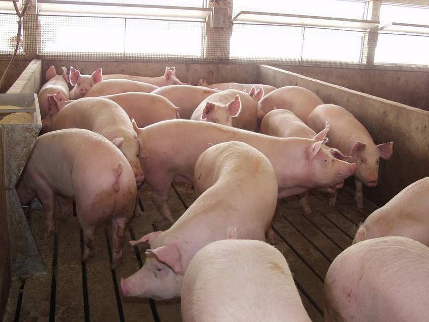 Pork, meat, export projections higher Pork, meat, export projections higher