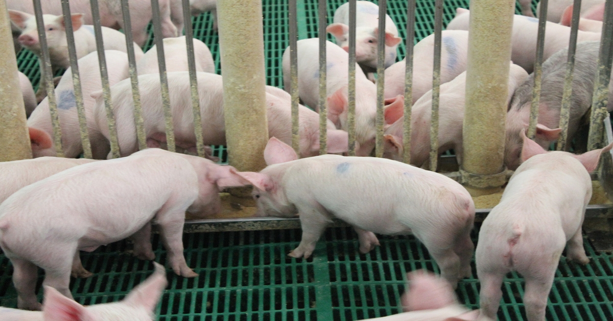 Updated findings on feeding wheat to swine provides valuable new ...