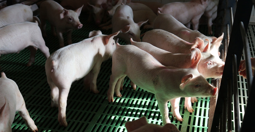 Pigs in a pen in a barn