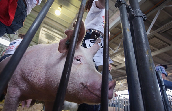 Wisconsin reissues spring pig weigh-in ban