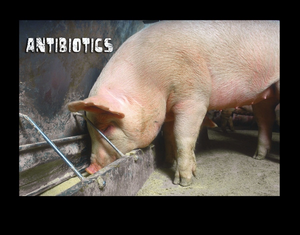 Legislators Seek to Restrict Antibiotic Use in Livestock