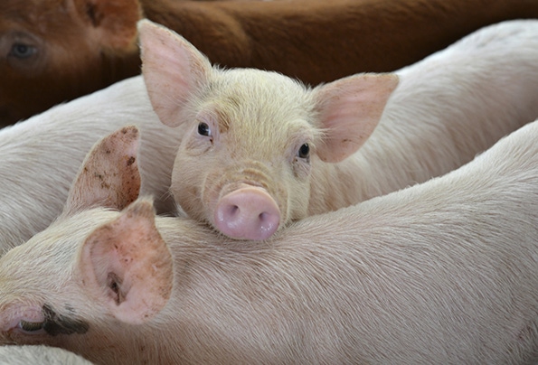 Pork exports start year poorly; not unexpected news