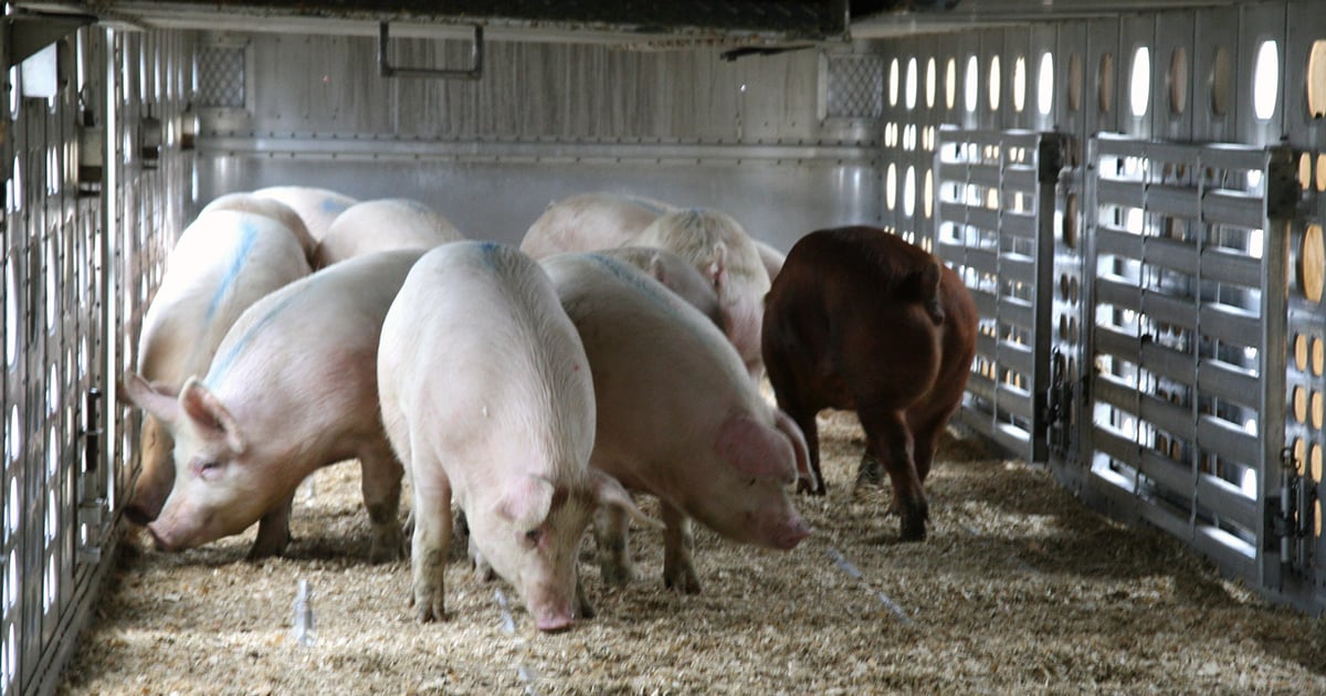 Heavier dressed weights to push pork production higher in 2026