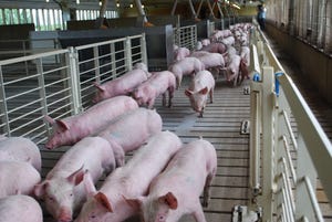 How fast is the U.S. pig industry growing?