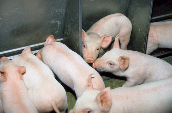 Keeping Pigs Healthy Requires Prompt Treatment and Training of Employees