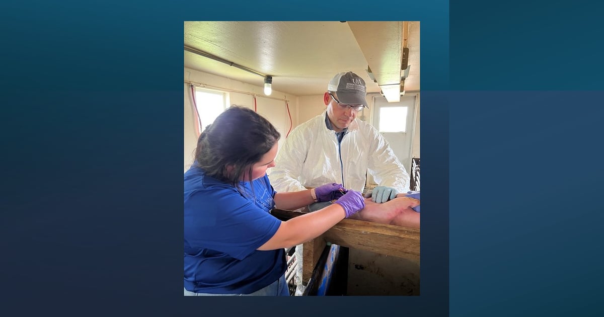 Experimental painkiller patch for pigs shows proof of concept