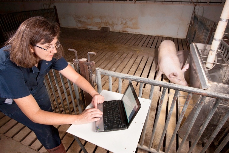 Ability to Monitor Feeding Behavior of Pigs Enhanced