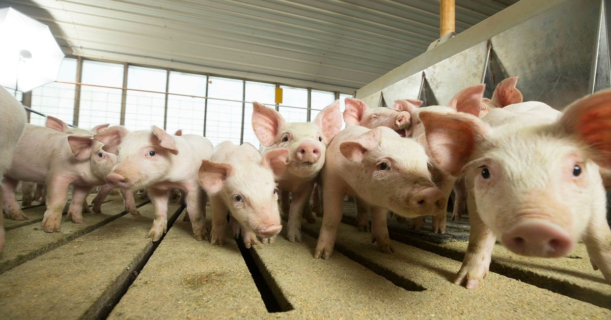 Inclusion of microbial phytase in diets for growing pigs