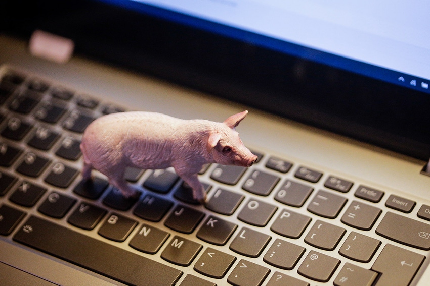 NHF-CatEyePerspective-GettyImages-Pig-Data-1540.jpg NHF-CatEyePerspective-GettyImages-Pig-Data-1540.jpg