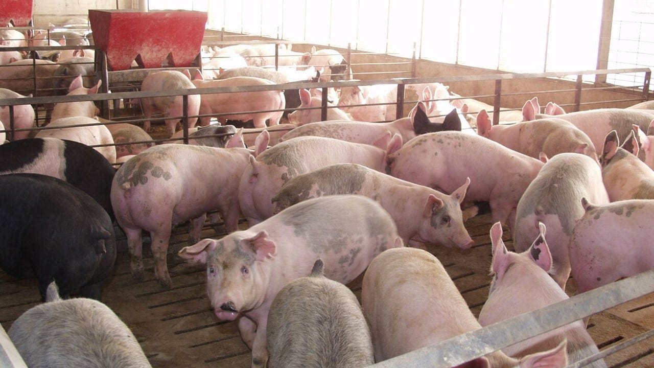 Fall hog prices are falling